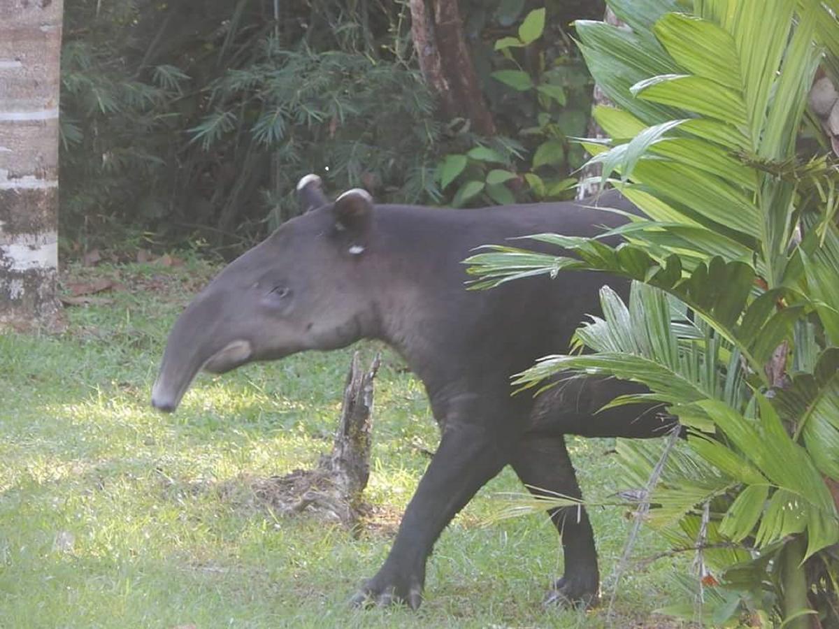 Naguala Jungle Lodge Drake Bay Luaran gambar